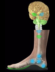 sensoped-sensomotorische-einlage-arsdigital